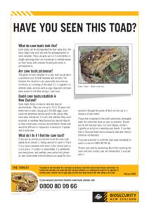 HAVE YOU SEEN THIS TOAD? What do cane toads look like? Cane toads can be distinguished by their warty skin, the bony ridges over each eye and the enlarged gland on each shoulder. They can grow up to 15 centimetres in