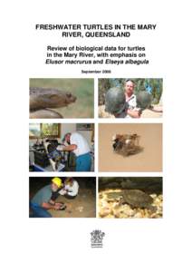 ENVORONMENTAL IMPACTS ON TURTLES IN THE MARY RIVER, QUEENSLAND FROM DAM BUILDING