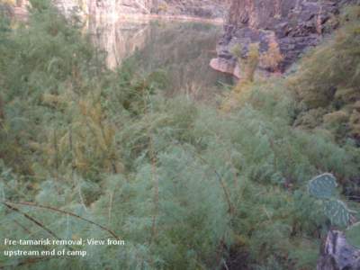 Pre-tamarisk removal; View from upstream end of camp. Post-tamarisk removal; View from upstream end of camp.