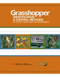 Grasshopper Identification & Control Methods to Protect Crops and the Environment