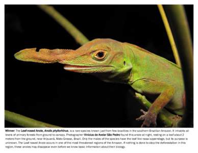 Winner: The Leaf-nosed Anole, Anolis phyllorhinus, is a rare species known just from few localities in the southern Brazilian Amazon. It inhabits all levels of primary forests from ground to canopy. Photographer Vinicius