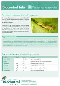 Biocontrol Info	  Plantes ornementales Larves de chrysopes pour lutter contre les pucerons La chrysope (Chrysoperla carnea) est un auxiliaire indigène. L’insecte vert clair avec ses ailes aux nervures typiques et ses 