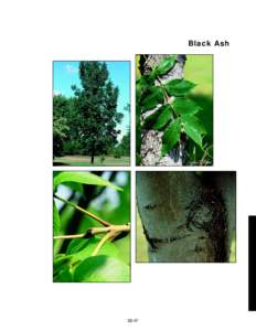 Black Ash  slide 48d 380%  III-97