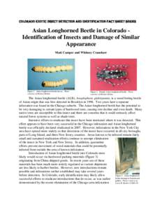 Colorado Exotic Insect Detection and Identification Fact Sheet Series  Asian Longhorned Beetle in Colorado Identification of Insects and Damage of Similar Appearance Matt Camper and Whitney Cranshaw