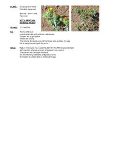 PLANT:  Curlycup Gumweed Grindelia squarrosa Biennial / Short Lived Perennial