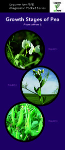 Legume ipmPIPE Diagnostic Pocket Series Growth Stages of Pea Pisum sativum L.