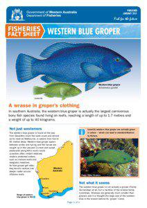 Blue groper / Ichthyology / Serranidae / Achoerodus / Grouper / Overfishing / Fish / Labridae / Fisheries