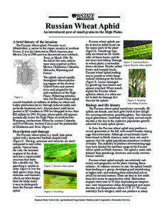 MF2666 Russian Wheat Aphid