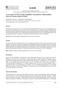 A new species of Microcaecilia (Amphibia: Gymnophiona: Siphonopidae) from the Guianan region of Brazil