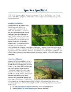 Species Spotlight While Florida Manatees might be the cutest creatures you will see on ManaTV, they are not the only animals that call Blue Spring home. So let us take a minute to appreciate some other species you may se