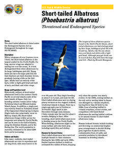 Water / Seabirds / Zoology / Short-tailed Albatross / North Pacific albatross / Longline fishing / Great albatross / Tori-shima / Bird / Albatrosses / Procellariiformes / Ornithology