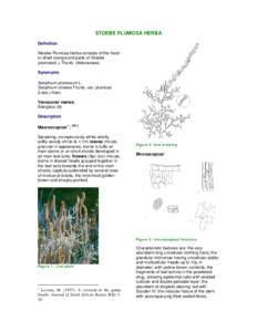 STOEBE PLUMOSA HERBA Definition Stoebe Plumosa Herba consists of the fresh or dried overground parts of Stoebe plumose(L.) Thunb. (Asteraceae). Synonyms