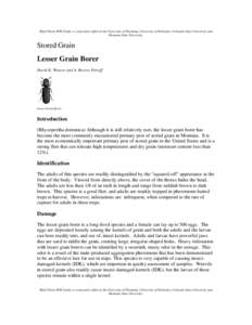 Microsoft Word - LesserGrainBorer-StoredGrain.doc