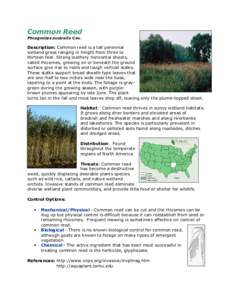 Common Reed Phragmites australis Cav. Description: Common reed is a tall perennial wetland grass ranging in height from three to thirteen feet. Strong leathery horizontal shoots,