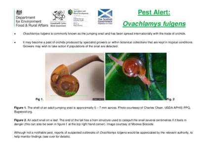Helicarionidae / Ovachlamys / Pest