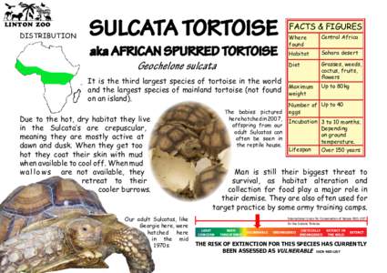 LINTON ZOO  DISTRIBUTION SULCATA TORTOISE aka AFRICAN SPURRED TORTOISE