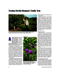 Tracing Florida Mangoes’ Family Tree MIKE WINTERSTEIN (D1098-1) mango introductions to Florida date back to around[removed]Historically, mango has been highly