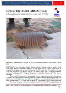 Smith P - Chaetophractus villosus - FAUNA Paraguay Handbook of the Mammals of Paraguay  Number[removed]