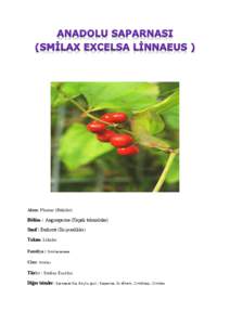 Alem: Plantae (Bitkiler) Bölüm : Angiosperms (Kapalı tohumlular) Sınıf : Eudicots (İki çenekliler) Takım: Liliales Familya : Smilacaceae Cins: Smilax