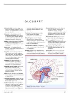 GLOSSARY Action potential: A positive charge in a nerve cell’s interior compared with its exterior; caused by the flow of positive ions into the cell. Adenosine: A chemical precursor of