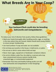What Breeds Are In Your Coop?  Your backyard ﬂock could also be breeding Salmonella and Campylobacter. To reduce your risk of infection from poultry, follow these guidelines: • Wash your hands thoroughly after handli