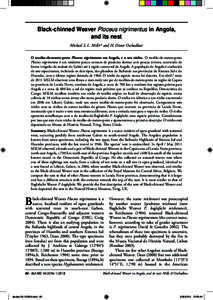 Black-chinned Weaver Ploceus nigrimentus in Angola, and its nest Michael S. L. Millsa,b and H. Dieter Oschadleusc O tecelão-de-mento-preto Ploceus nigrimentus em Angola, e o seu ninho. O tecelão-de-mento-preto Ploceu