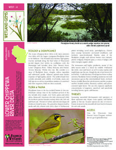 Cerulean Warbler / Environment / Ecology / Fauna of South America / Aquatic ecology / Wetland