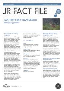 EASTERN GREY KANGAROO Macropus giganteus About the Eastern Grey Kangaroo Kangaroo’s are one of the largest