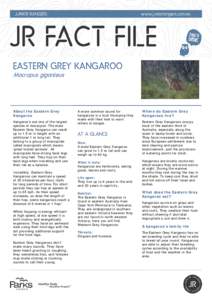 Kangaroo / Eastern grey kangaroo / Western grey kangaroo / Macropus / Pouch / Marsupial / Red kangaroo / Macropodidae / Mammals of Australia / Macropods / Fauna of Australia