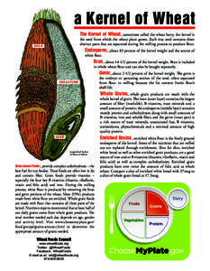 a Kernel of Wheat The Kernel of Wheat...sometimes called the wheat berry, the kernel is the seed from which the wheat plant grows. Each tiny seed contains three distinct parts that are separated during the milling proces