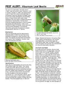Pyrrhalta viburni / Medicinal plants / Phyllonorycter / Flora of Connecticut / Flora of the United States / Viburnum / Berries