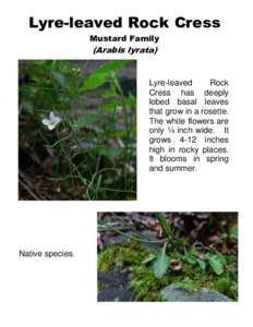 Lyre-leaved Rock Cress Mustard Family (Arabis lyrata)  Lyre-leaved