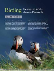 4  Birding Newfoundland’s Avalon Peninsula