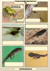 Life Cycle of the White-lipped Green Tree Frog When frogs mate, the female discharges eggs,  and the male sheds sperm