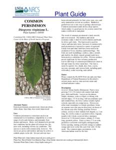 Plant Guide COMMON PERSIMMON Diospyros virginiana L. Plant Symbol = DIVI5 Contributed By: USDA NRCS National Plant Data