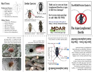 Asian Longhorned Beetle (Anoplophora glabripennis or “ALB”) is a serious threat to hardwood trees including maple, birch, willow and elm. ALB kills trees by tunneling through the wood. Once a tree is