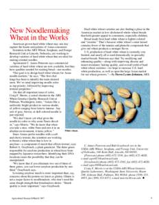 New Noodlemaking Wheat in the Works Hard white wheat varieties are also finding a place in the American market in low-cholesterol whole-wheat breads that hold greater appeal to consumers, especially children.