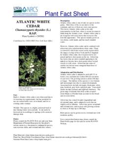 Plant Fact Sheet ATLANTIC WHITE CEDAR Chamaecyparis thyoides (L.) B.S.P. Plant Symbol = CHTH2