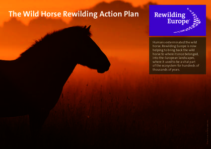 Rewilding / Horse / Domestication of the horse / Domestication / Pleistocene Rewilding / Equidae / Biology / Equus