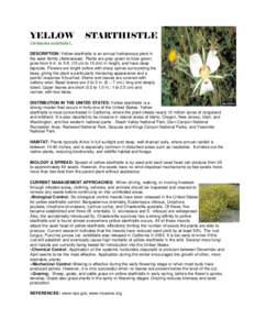 YELLOW  STARTHISTLE Centaurea solstitialis L. DESCRIPTION: Yellow starthistle is an annual herbaceous plant in