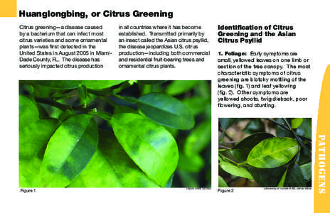 Huanglongbing, or Citrus Greening Citrus greening—a disease caused by a bacterium that can infect most citrus varieties and some ornamental plants—was first detected in the United States in August 2005 in MiamiDade C