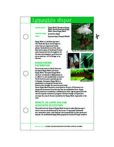 Protostome / Agriculture / Pollinators / Agricultural pest insects / Gypsy moth / Moth / Lymantria / Pheromone trap / Caterpillar / Lymantriidae / Lepidoptera / Phyla