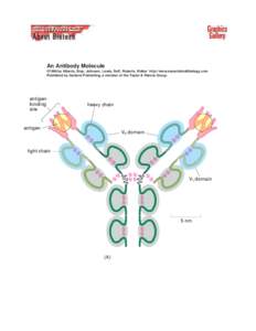 An Antibody Molecule ©1998 by Alberts, Bray, Johnson, Lewis, Raff, Roberts, Walter . http://www.essentialcellbiology.com Published by Garland Publishing, a member of the Taylor & Francis Group.  antigenbinding