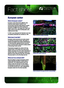 Canker / Neonectria galligena / Mycology / Fungal diseases / Diaporthales / Botryosphaeriales / Thousand cankers disease / Leucostoma kunzei / Microbiology / Biology / Tree diseases