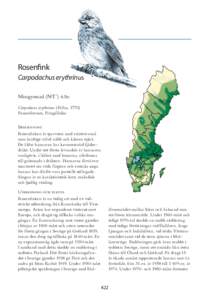 Carpodacus_erythrinus [Converted]