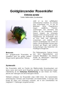 Goldglänzender Rosenkäfer Cetonia aurata Familie: Blatthornkäfer (Scarabaeidae)