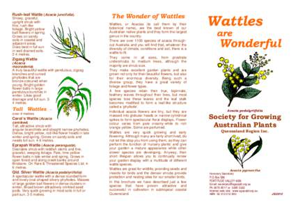 Microsoft Word - Wattle-Brochure-Qld-colour.doc
