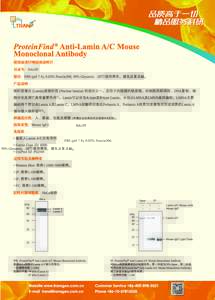 ProteinFind® Anti-Lamin AC Mouse Monoclonal Antibody