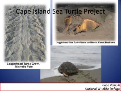 Cape Island Sea Turtle Project  Cape Romain National Wildlife Refuge  Cape Island Sea Turtle Project