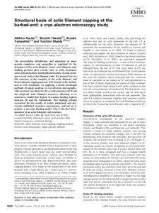 Microfilament / Capping protein (actin filament) muscle Z-line /  alpha 1 / Actin / Tropomodulin / Tropomyosin / Gelsolin / Formins / Phalloidin / Myosin / Biology / Proteins / Arp2/3 complex